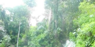 PESONA TAMAN EDEN 100