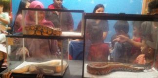 Para Pecinta Reptil Ramaikan 3 Night Festival