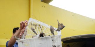 Imlek, Masyarakat Tionghoa Lakukan Tradisi Pelepasan Burung