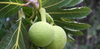 Jangan Sepele dengan Buah Sukun, Cek Manfaatnya Segera