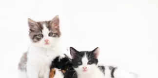 Suka Pelihara Kucing? Yuk Simak Bahaya Bulu Kucing Bagi Kesehatan!