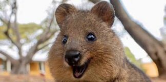 Quokka, Hewan Paling Bahagia di Dunia