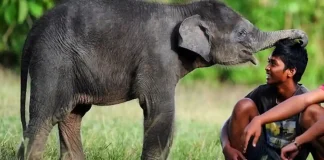 Gajah yang Mengamuk atau Manusia yang Terlalu Rakus?