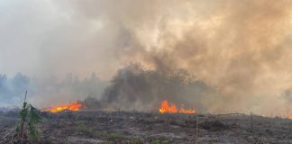 Asap Pekat Menyelimuti Kalimantan